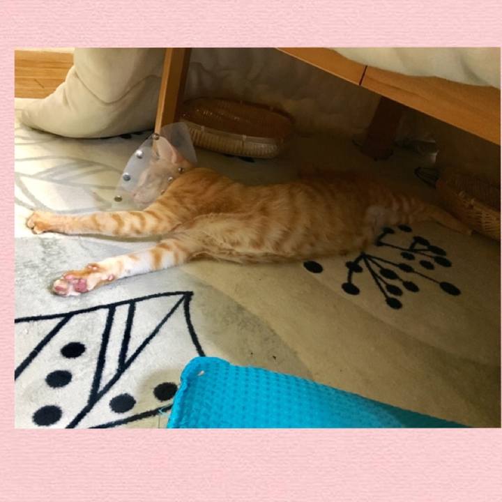 Ece69c0b 8fad 4756 8c95 90afe08bdc9a