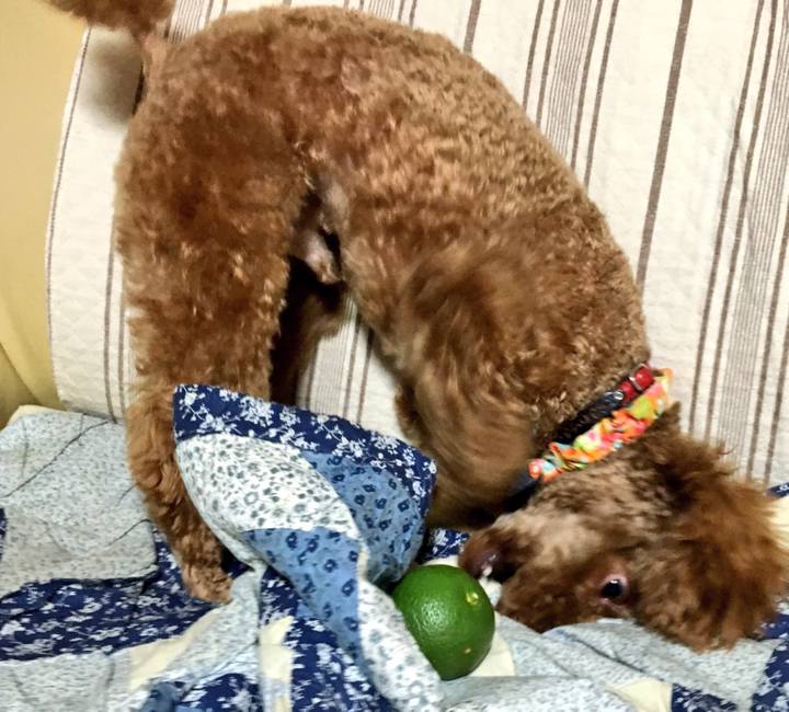 Ecece244 8677 4993 af04 f743aa2fc3d4