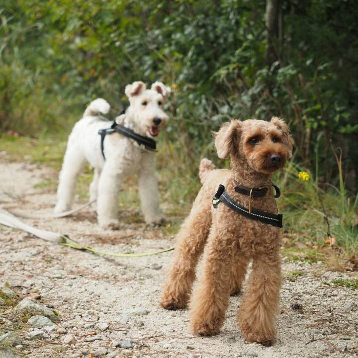 Eced3bd2 67b6 4021 a2f5 0209245946ea