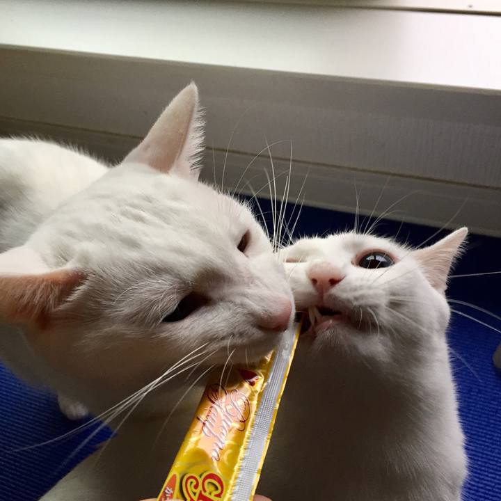 Ecfdbcea 4ecb 4ece 9223 da7f003b1695