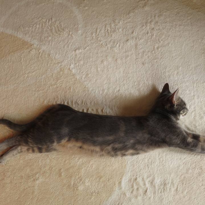 Ed1276ca 108d 458c 9261 9bbaa48d22d5