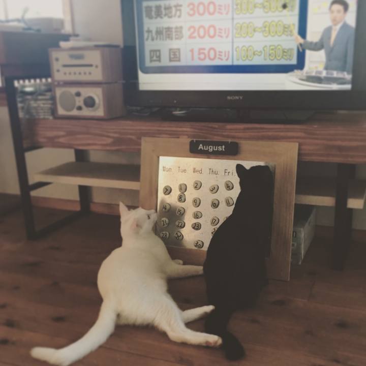 Ed192576 6112 48cb 9508 854598685283