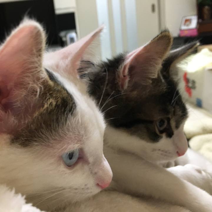 Ed1ac452 f6dd 4a0f bdb9 3f397ec0d6fb