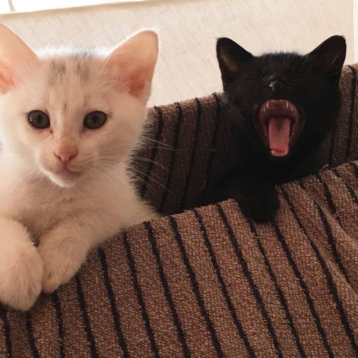 Ed20af60 d088 44d4 a0c4 f76e862497aa