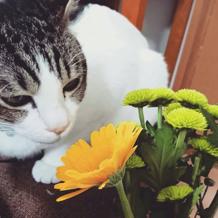 Ed2ea333 90d9 484a ae0d 75cfd7b85ea2