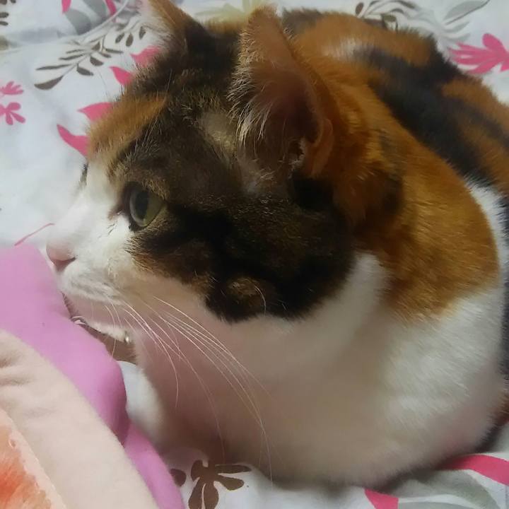 Ed3c3ec4 5239 47a7 bf6a d49a4a4c0535