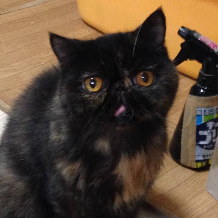 Ed3c7a25 191c 40ca 8de4 31392dd2b6cf