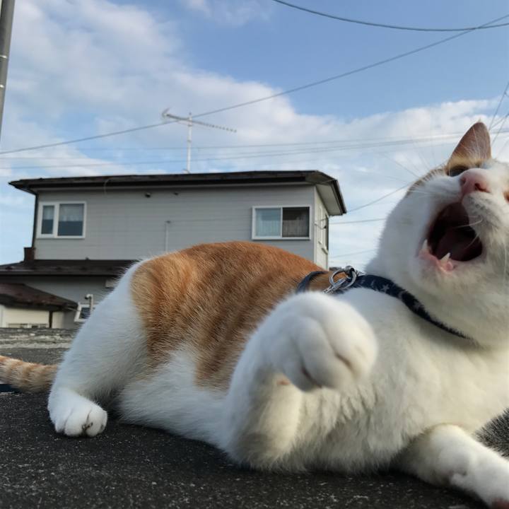 Ed54135b 7e18 46b9 8987 29c8778c78d0