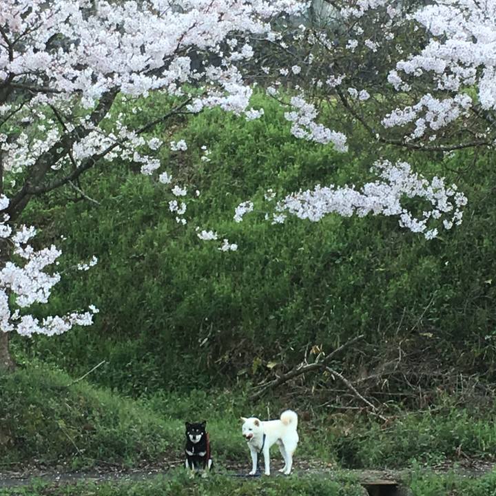 Ed5ceb2d f8fa 4ea7 a0b2 f15006b488d8