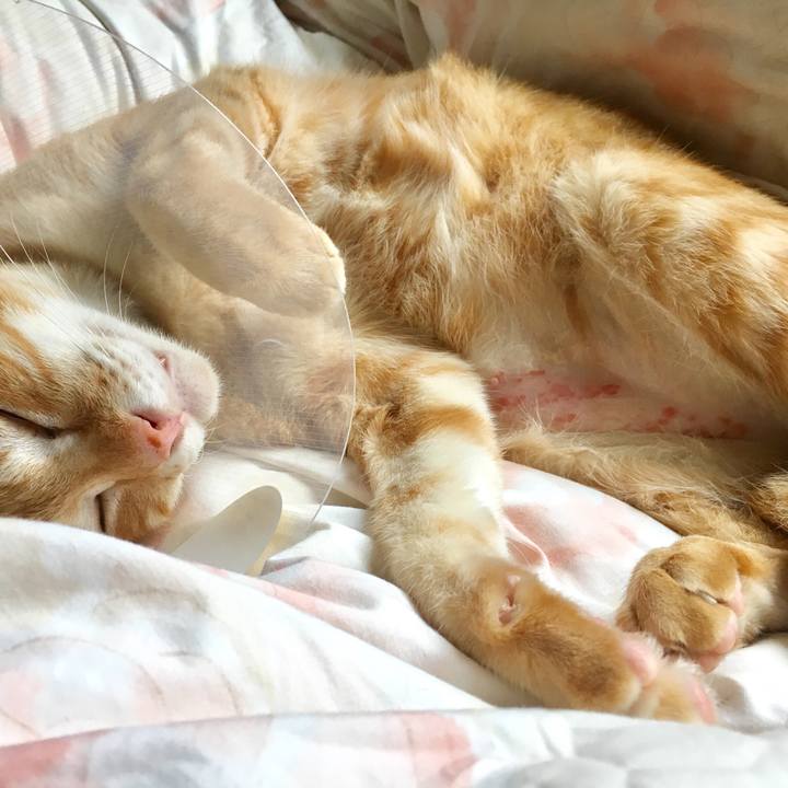 Ed5f6c95 8c8f 448a b74f b58eed2fc683