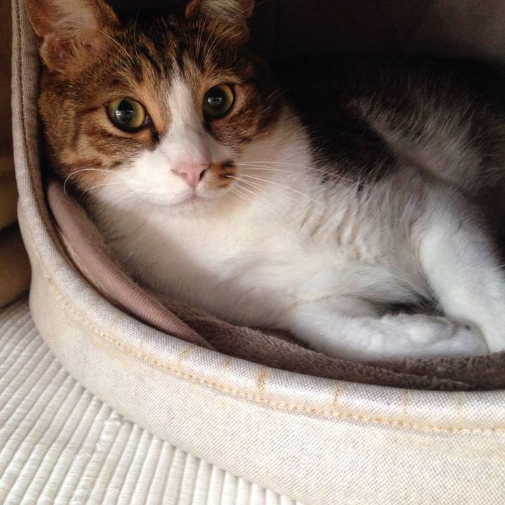 Ed603145 c738 44fd b063 d13ed9340186