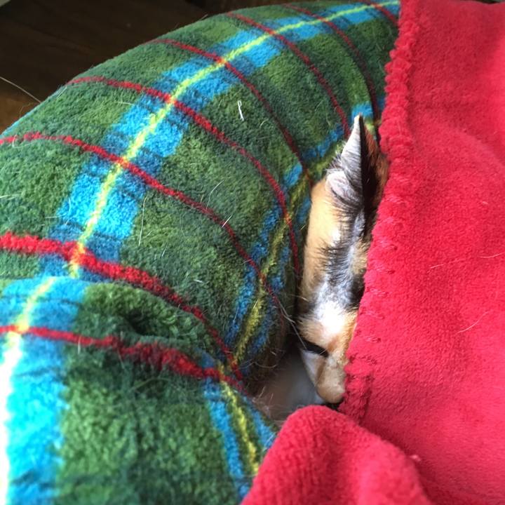 Ed6e2c6a a966 47cf a2fe 1fbfad37a689