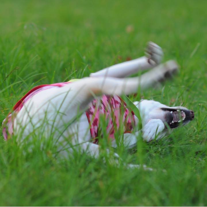 Ed77825d 6785 4956 b981 bd8ec3340672