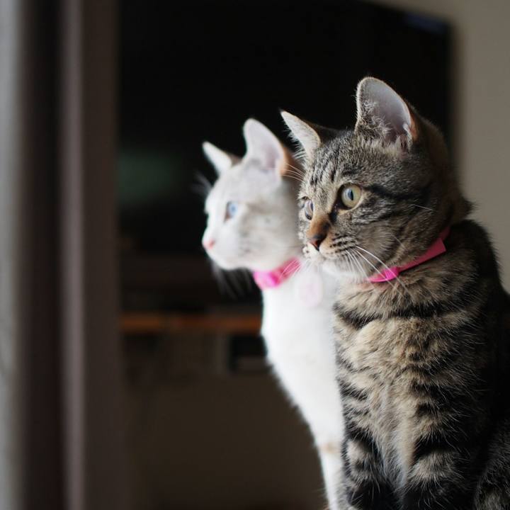 Ed7c2c23 6ad1 470c aaf4 8ca6b809635a