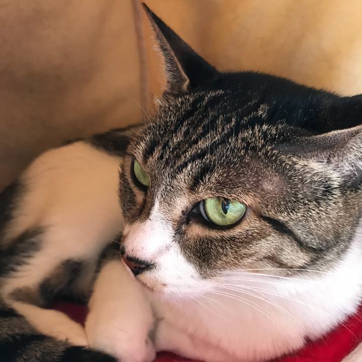 Eda4a872 3f1a 4d03 9ed0 308c6b2f2f29