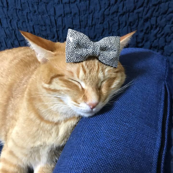 Edb84d11 7391 45c0 89af 71a691fc7b42