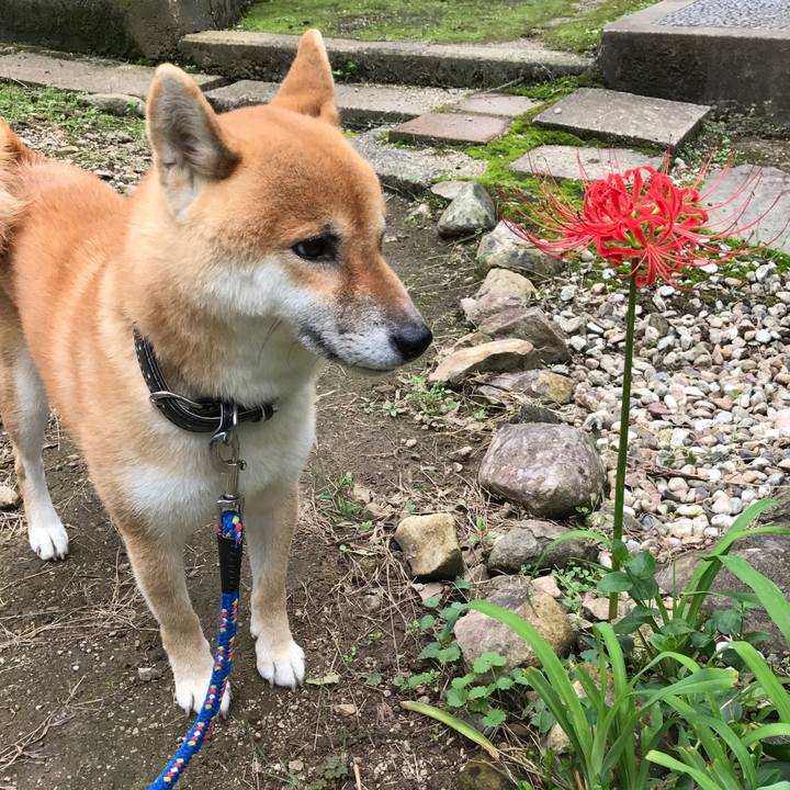 Edbd4727 9ccc 4e01 8346 34892380d18e