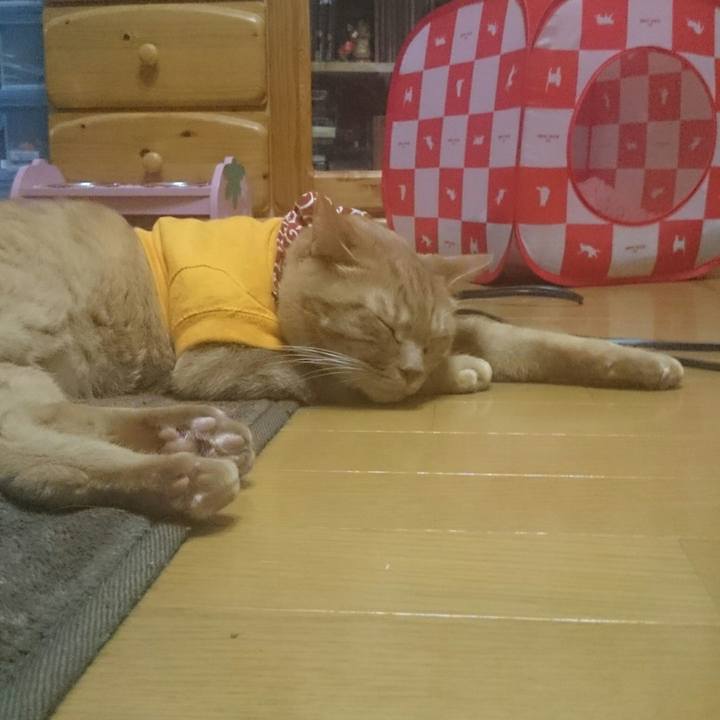 Edcc6fb1 8915 4ec0 b639 3665a9a6be80