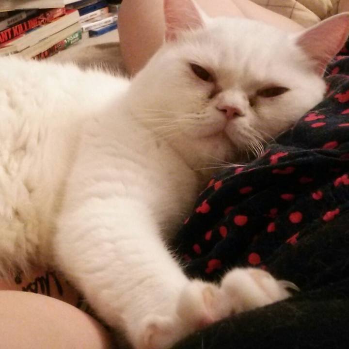 Edf4e2fe 8a90 428f be7a 90408c06b61f