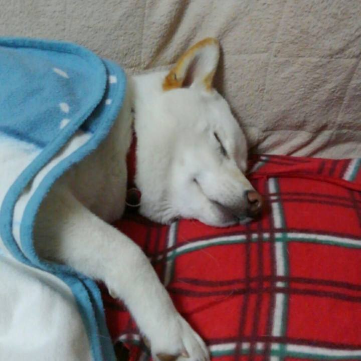 Ee017fc6 9c14 4480 b046 05056a740ee0