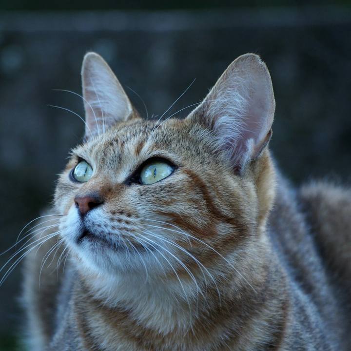 Ee057af4 ff08 4f21 a442 09144322900f