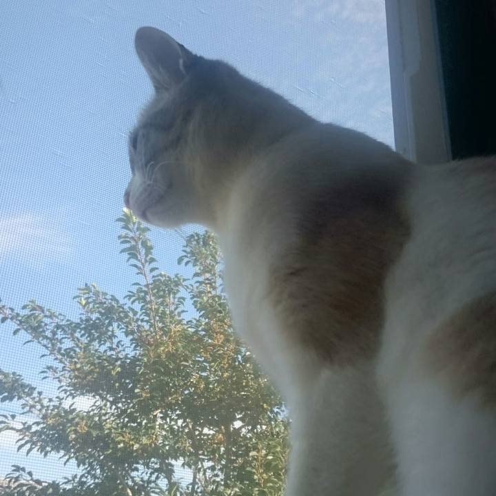 Ee0edae8 329a 4985 ab80 d2ab599ec865