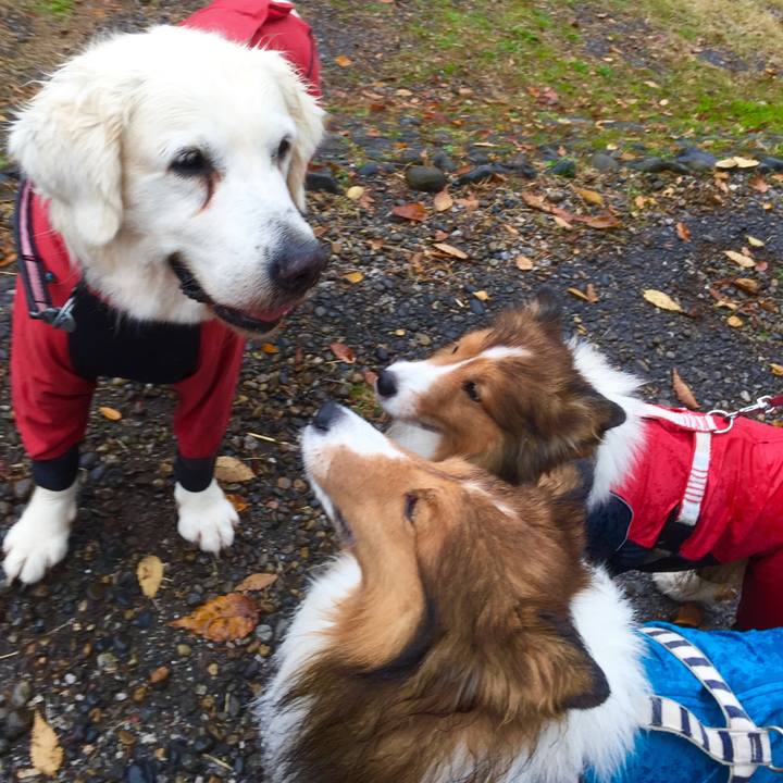 Ee1737db 0ded 4284 ae8c 6af22a1ea87e