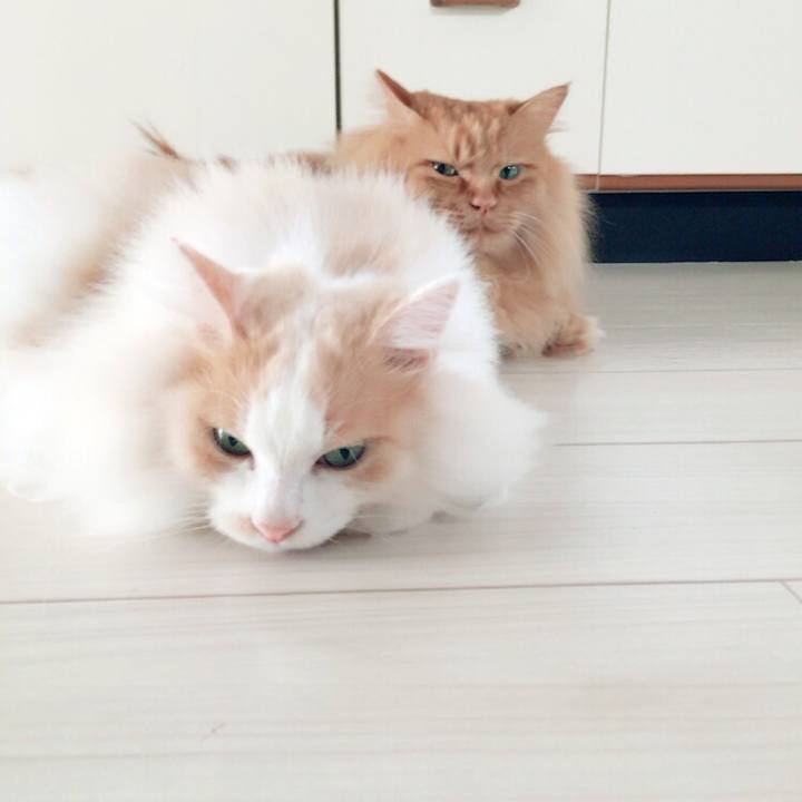 Ee190ae0 b504 47bc 9fd0 561381391899