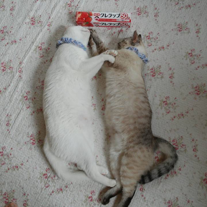 Ee1b5218 cec8 4929 84a3 1eb684796a63