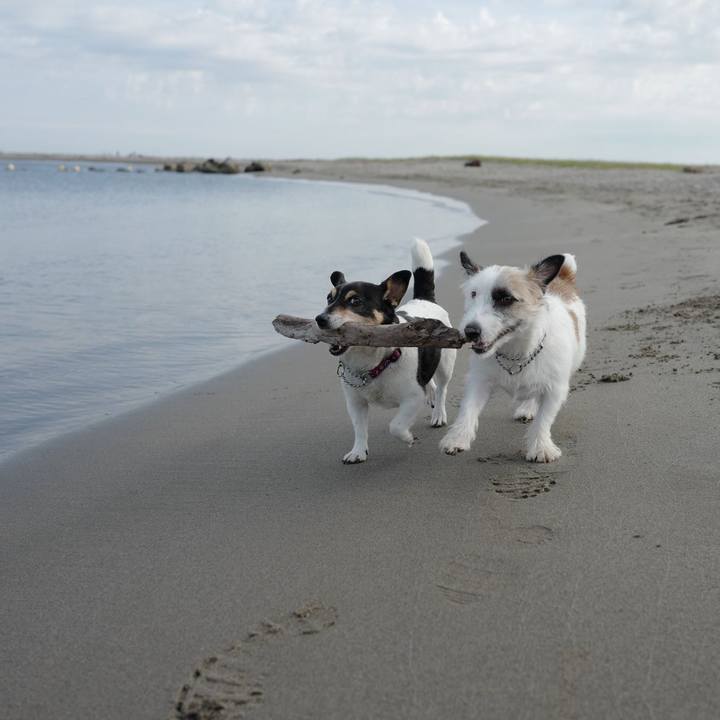 Ee44609c aba6 448e 9bc9 2da960363532