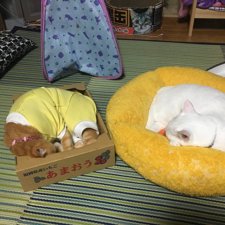 Ee4aaddb c725 4e48 a898 96fae27456a6