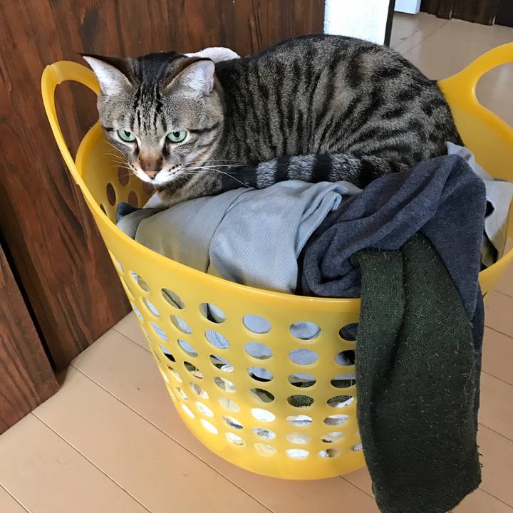 Ee7cca70 a0d5 44cf 9a35 8e2ffffc848b