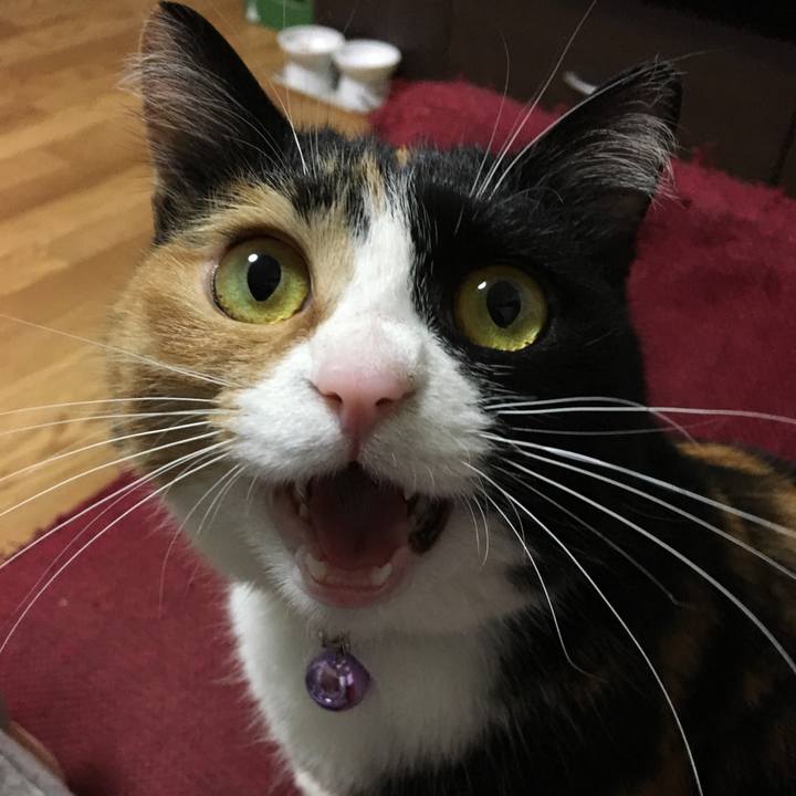 Ee954bb4 26a0 46cd 8198 70f7f3b28363