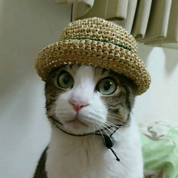 Ee9e8c85 a79a 4f44 a821 29e13f4382df