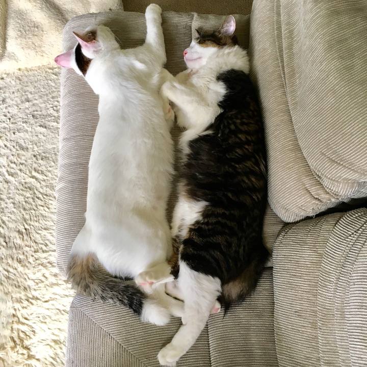 Eeaa79d2 c721 4296 a1d9 52488c6e76e6