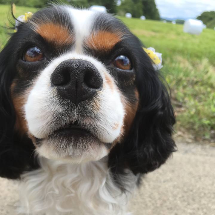 Eec1de26 a177 483c a380 1e35cab4ba4c