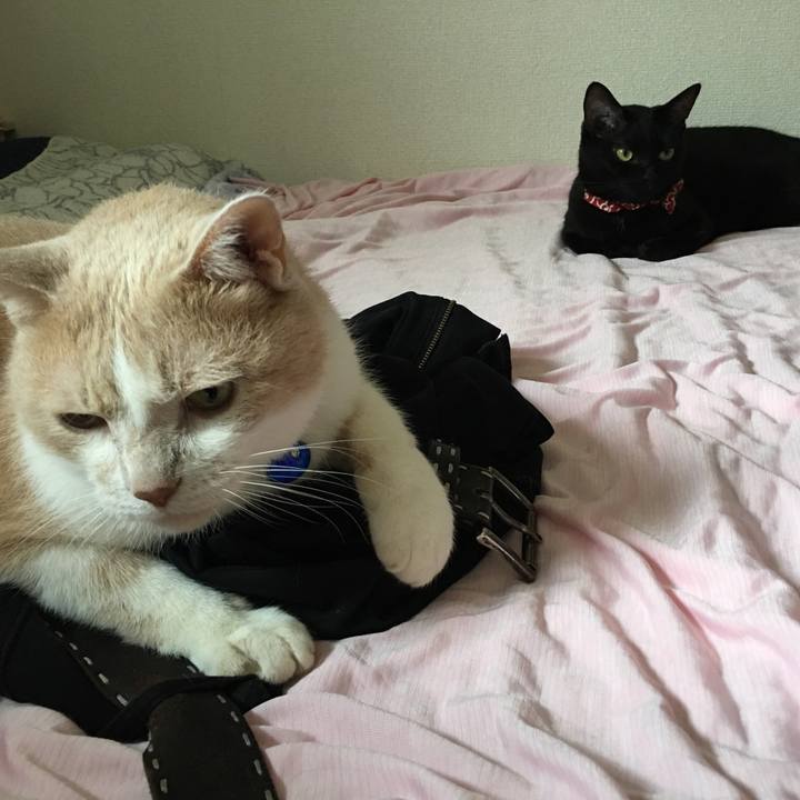 Ef0d39d1 c2f2 465e ab3f d50a2c294bcd