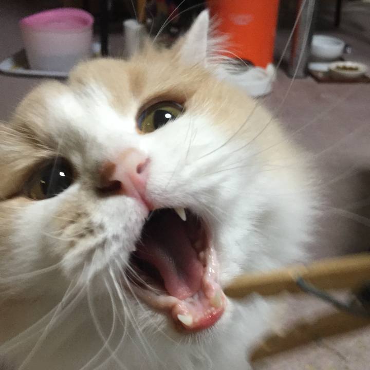 Ef1c18ed fc83 41e0 83a4 e47d0930e7f4