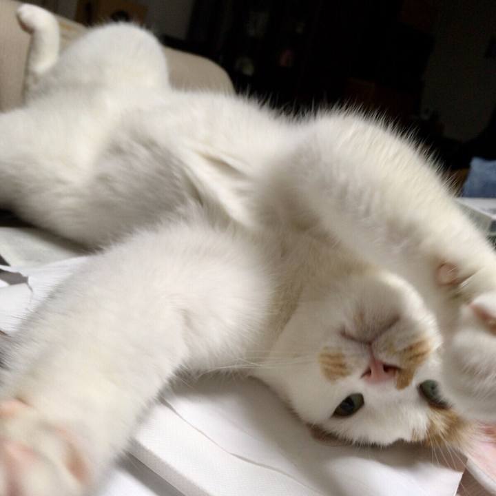 Ef228917 32cc 4c7f a260 b68079da85f0