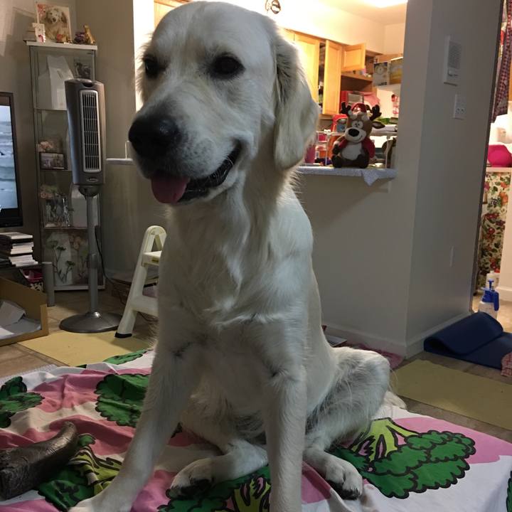 Ef493fd9 eac3 439c a0dc d9f9fee520d8