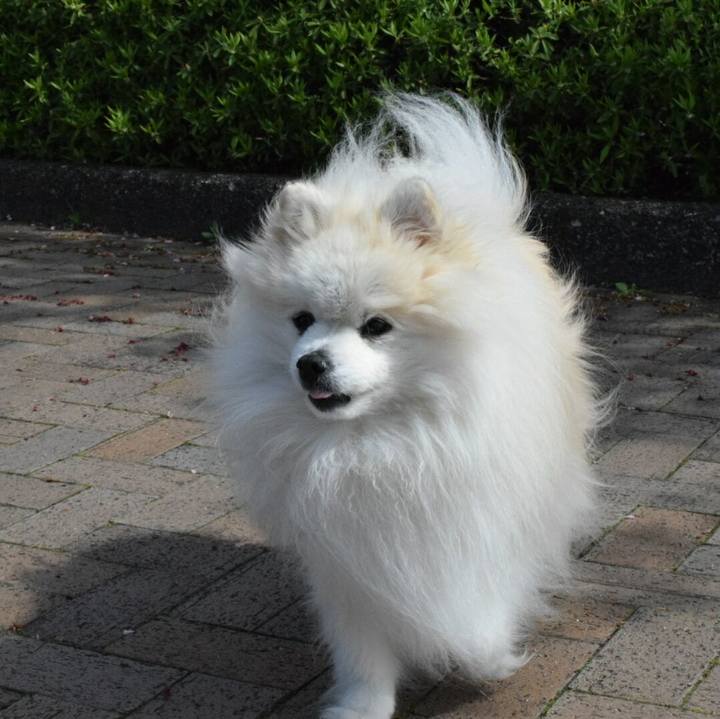 Ef5145c8 27c7 4792 826f abbe948af6b9