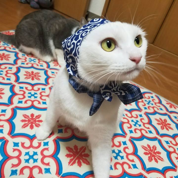 Ef5fc7aa 588c 49ed aa92 e30079089a8c