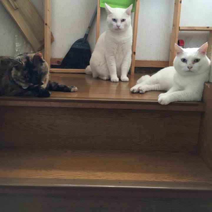 Ef740bbb 9ebb 4809 9999 e27e976a3660