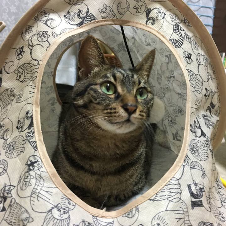 Ef9ced59 0039 468f be98 86baedb158c7