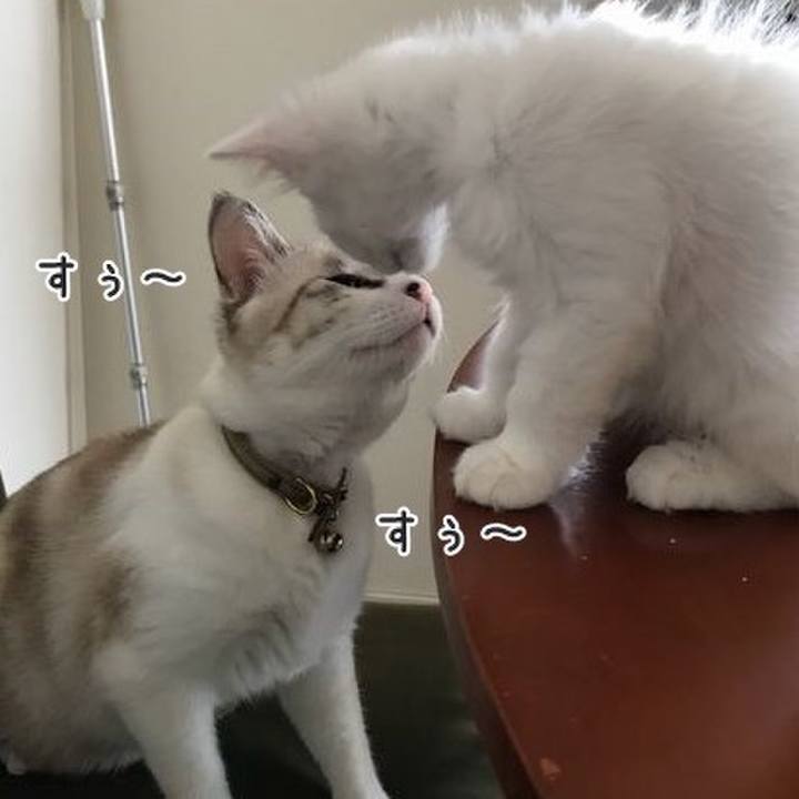 Efabef0a 3439 4d3a ace8 7618efaed767