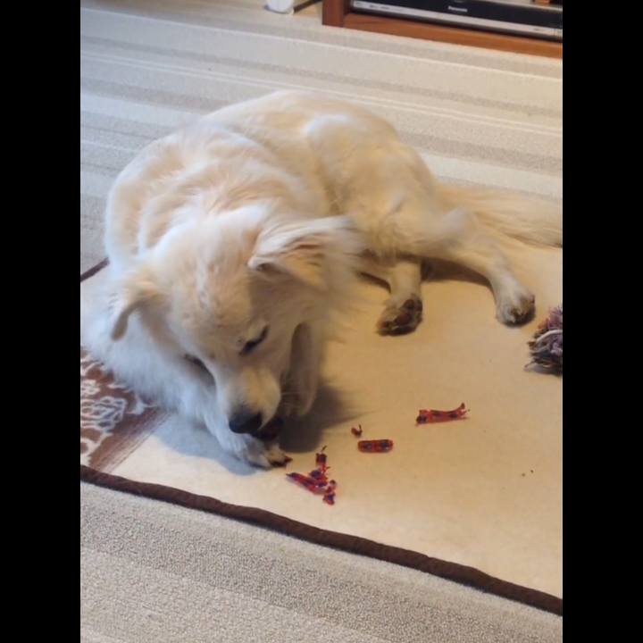 Efb0de76 3c51 4f13 b2c2 1979344a5da1