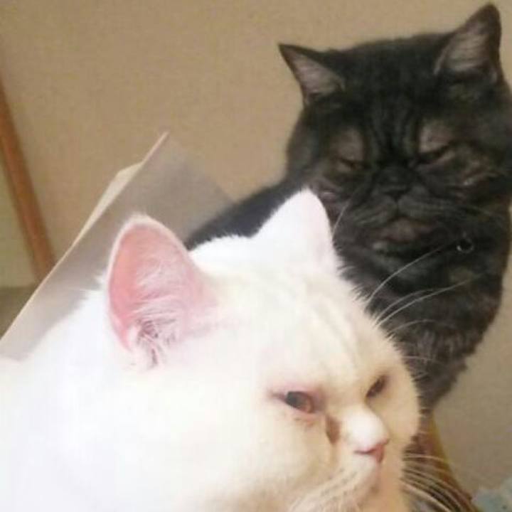 Efb2136a 0c10 4241 b1a0 358a39eda328