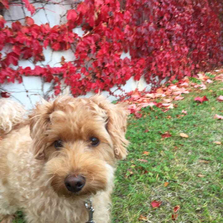 Efbb40ed 7fae 4fcf a742 725bb98ff65a