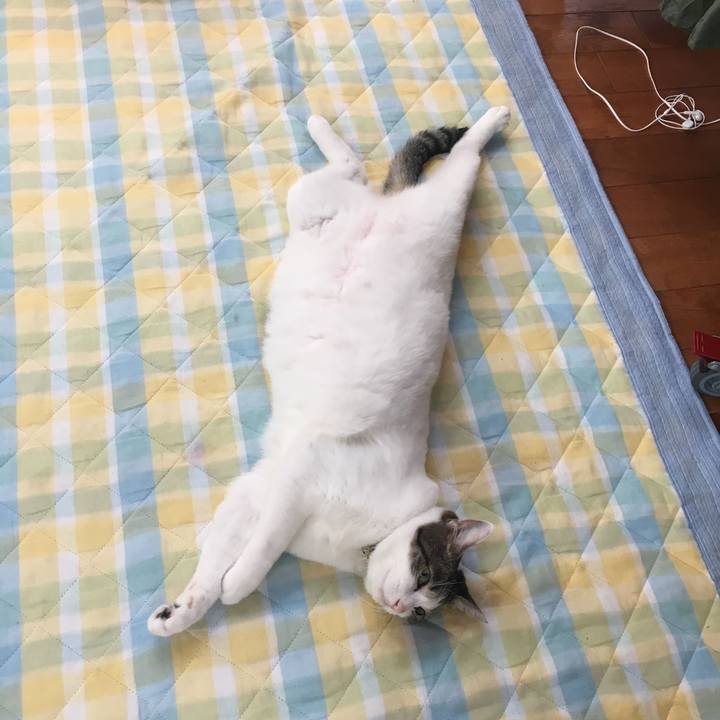 Efc03d66 d0a4 4d0b 8e30 e0341c50cca6