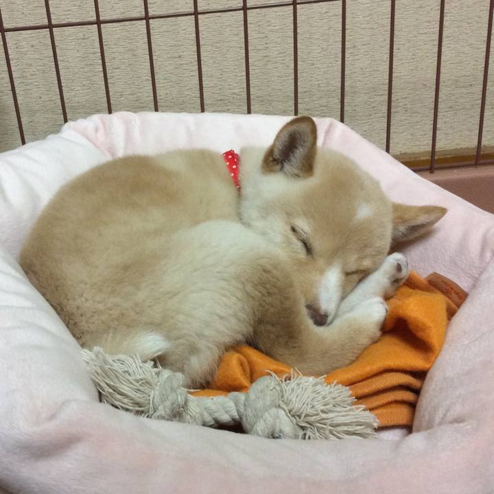 Efc6a223 695a 41c9 b0bf 77fcbe73f9b3